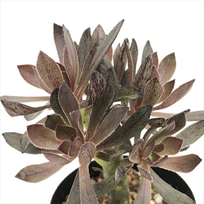 多肉植物 caアエオニウム サンシモン グレイメイジ 多肉植物 アエオニウム 9cmポットのサムネイル