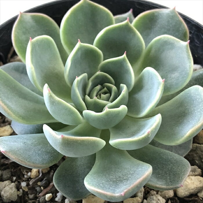 多肉植物 skエケベリア 沙羅姫牡丹×シムランスラグナサンチョス 多肉植物 エケベリア 7.5cmポットのサムネイル