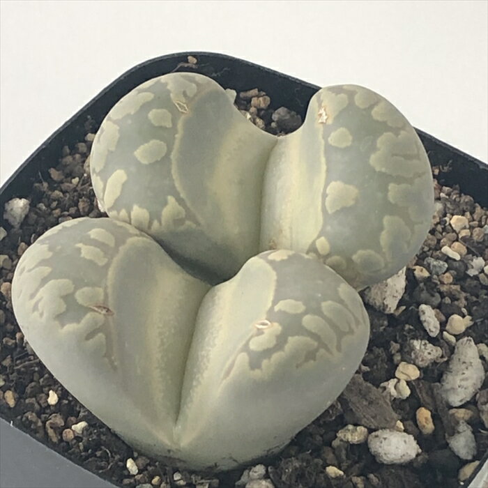 多肉植物 asリトープス 大津絵 多肉植物 メセン 7.5cmポットのサムネイル