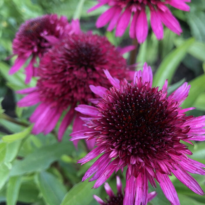 エキナセア 苗 ブルーベリーチーズケーキ 9cmポット ムラサキバレンギク 多年草 ガーデニング 花苗 宿根草苗 tneのサムネイル