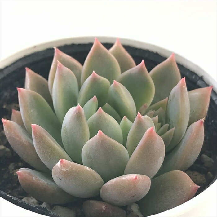 多肉植物 hmエケベリア ピンクアレックス 多肉植物 エケベリア 6cmポットのサムネイル