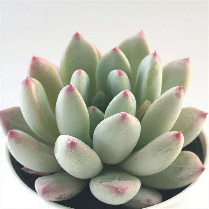 多肉植物 hmエケベリア アミエ 多肉植物 エケベリア 6cmポットのサムネイル