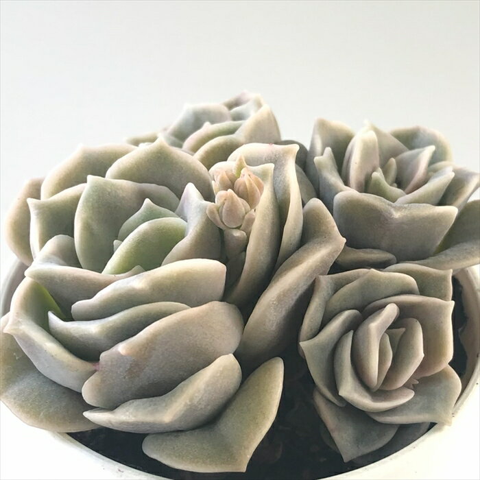 多肉植物 hmエケベリア ラブリーローズ多頭 多肉植物 エケベリア 6cmポットのサムネイル