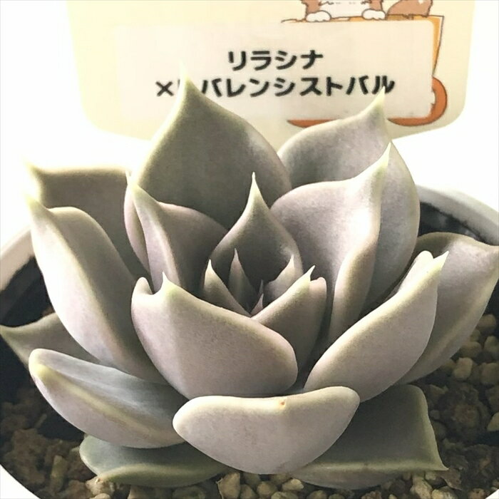 多肉植物 plkエケベリア リラシナ×トバレンシストバル 多肉植物 パルクさん苗 送料無料 エケベリア 6cmポットのサムネイル