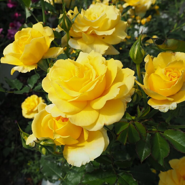 予約販売 バラ苗 バラ長尺苗 つるバラ つるゴールドバニー バラ大苗 薔薇 ばら 送料無料 黄色 troc 12..