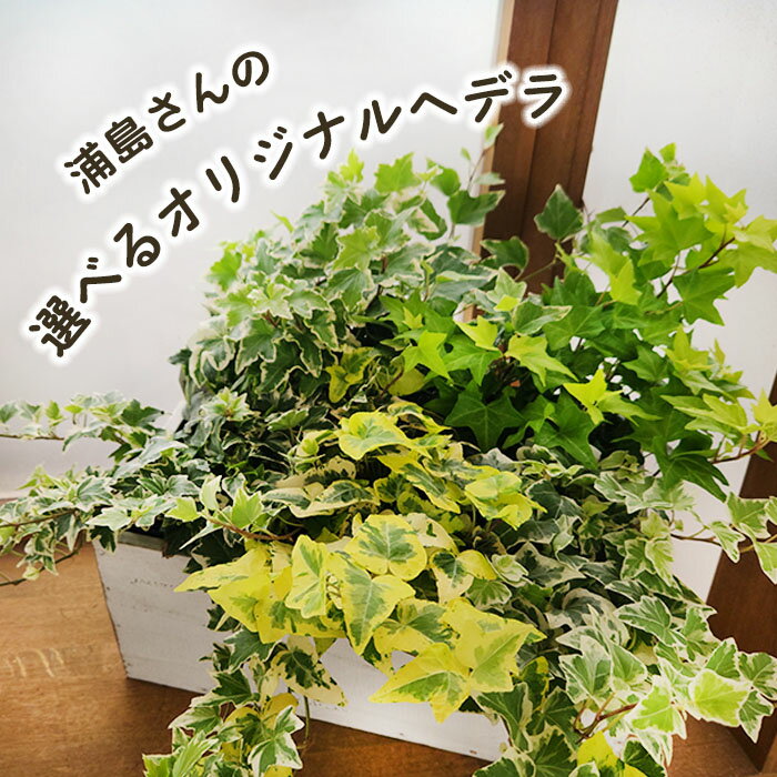 楽天市場】アイビー 観葉植物(観葉植物|花・観葉植物):花 楽天市場】アイビー 観葉植物(観葉植物|花・観葉植物):花