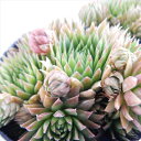 okセンペルビウム ジョビバルバ ソボリフォラ オレンジ 多肉植物 センペルビウム 7.5cmポット