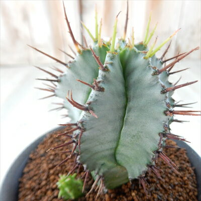 多肉植物 osユーフォルビア ホリダ おもしろ多肉植物のサムネイル