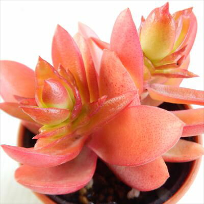 多肉植物 hmクラッスラ 火祭り 多肉植物 クラッスラ 6cmポットのサムネイル