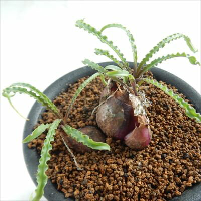 多肉植物 osレデボウリア ウンドゥラータ おもしろ多肉植物のサムネイル