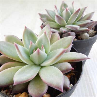 多肉植物 skエケベリア リンゼアナ 多肉植物 エケベリア 7.5cmポット