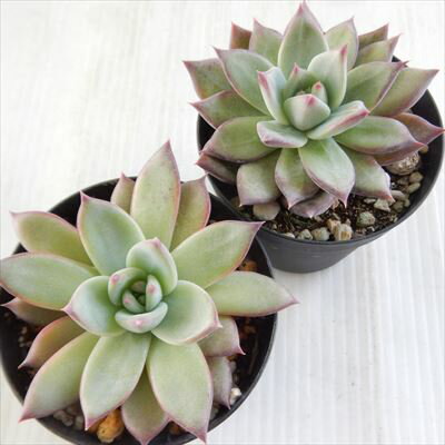 多肉植物 skエケベリア リンゼアナ 多肉植物 エケベリア 7.5cmポット