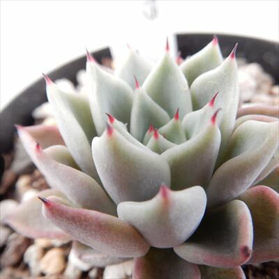 多肉植物 skエケベリア ギルバのバラ 多肉植物 エケベリア 7.5cmポットのサムネイル