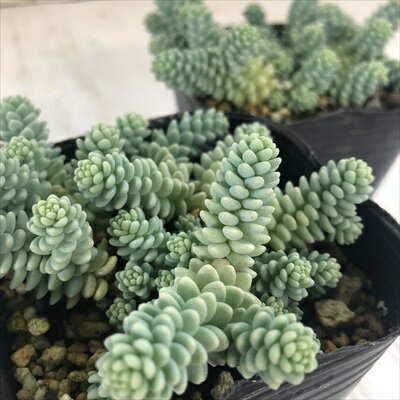 多肉植物 seセダム バーナティー 多肉植物 セダム 9cmポットのサムネイル