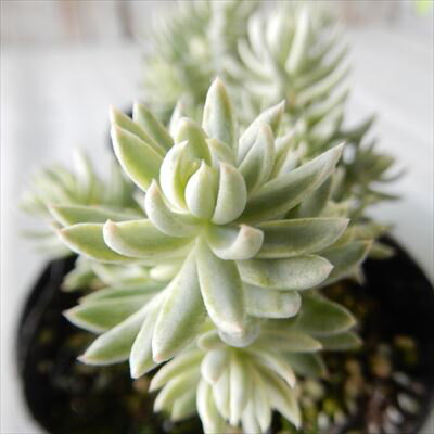 多肉植物 seセダム カメレオン錦 多肉植物 セダム 7.5cmポットのサムネイル