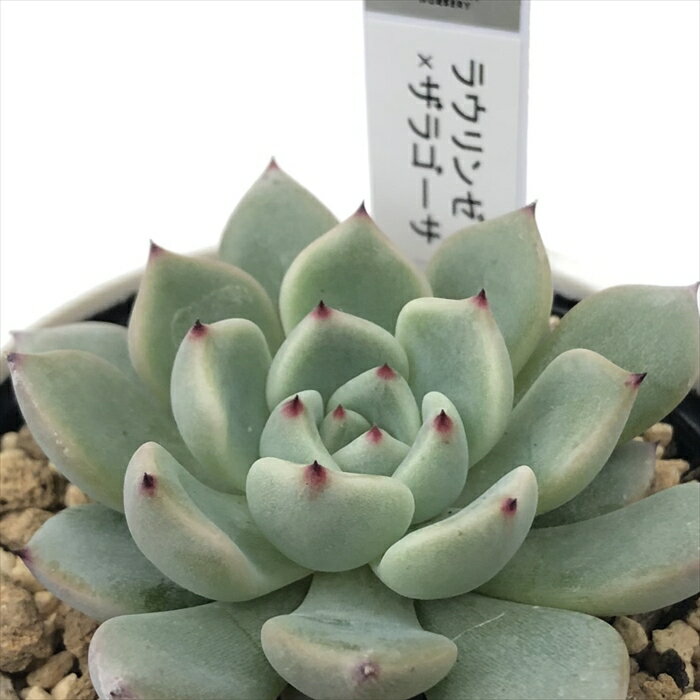 多肉植物 yukエケベリア ラウリンゼ×ザラゴーサ 多肉植物 優木園さんの苗 送料無料 エケベリア 6cmポットのサムネイル