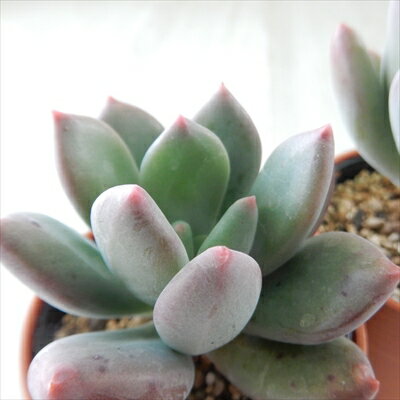 多肉植物 yukパキべリア スイートキャンディ 多肉植物 エケベリア 6cmポットのサムネイル