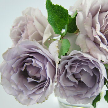 予約販売 バラ苗 バラ新苗 河本バラ園 ルシファー 品種登録 四季咲き 薔薇 ばら 送料無料 紫 has 5月中旬以降発送のサムネイル