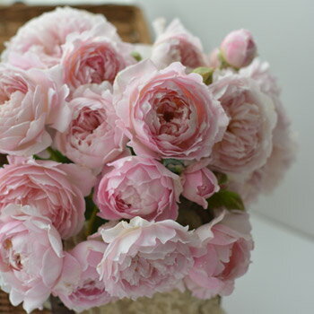 予約販売 バラ苗 バラ新苗 河本バラ園 シュクレ 登録品種 四季咲き 薔薇 ばら 送料無料 ピンク has 5月中旬以降発送のサムネイル