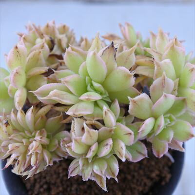 多肉植物 osアエオニウム サンバースト綴化 おもしろ多肉植物のサムネイル