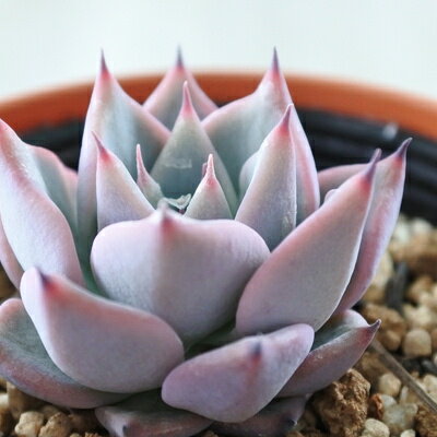 多肉植物 yukエケベリア コロラータ Lindsayana実生 リンゼアナ 多肉植物 優木園さんの苗 エケベリア 6cmポットのサムネイル