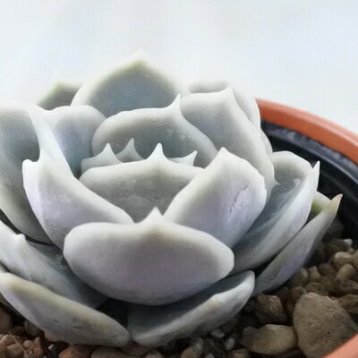 多肉植物 yukエケベリア ラベンダーハート 多肉植物 優木園さんの苗 エケベリア 6cmポットのサムネイル