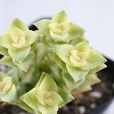 多肉植物 sbクラッスラ ヒヨコボシ 7.5cmポット 多肉植物のサムネイル