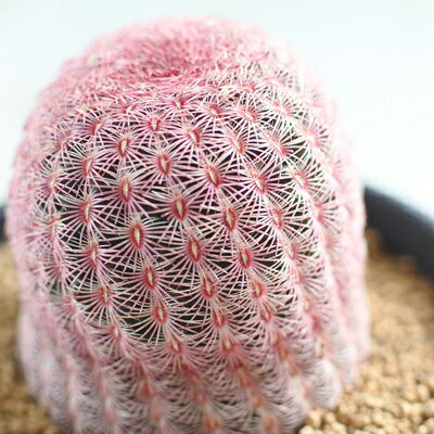 多肉植物 caサボテン 紫太陽 ムラサキタイヨウ 3号鉢 多肉植物のサムネイル