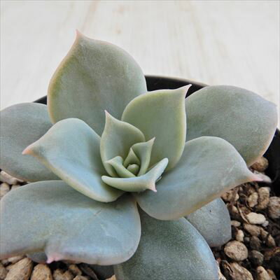 多肉植物 skエケベリア メランコリー 多肉植物 エケベリア 7.5cmポットのサムネイル