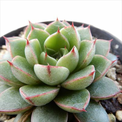 多肉植物 skエケベリア 大和姫 多肉植物 エケベリア 7.5cmポットのサムネイル