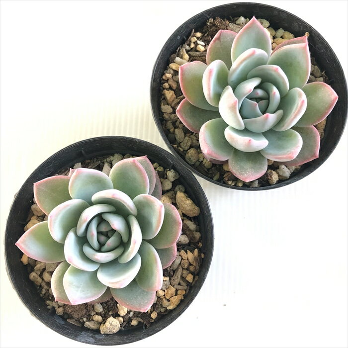 多肉植物 skエケベリア ラウィータ 多肉植物 エケベリア 7.5cmポット