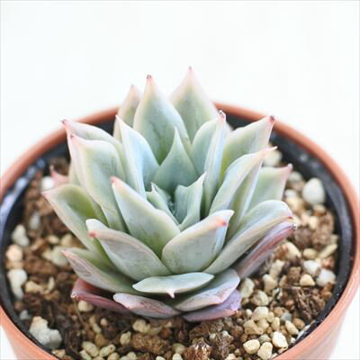 多肉植物 hmエケベリア ローズクイーン 多肉植物 エケベリア 6cmポットのサムネイル