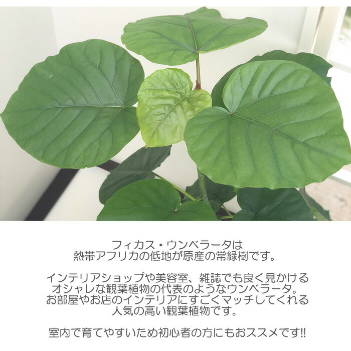 観葉植物 フィカス ウンベラータ 6号鉢 送料無料 観葉植物 室内 贈り物 プレゼント...