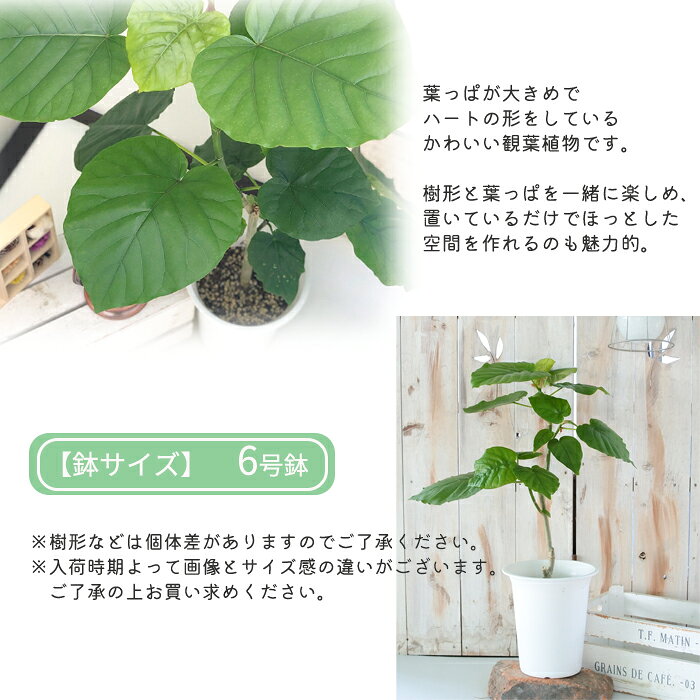 観葉植物 フィカス ウンベラータ 6号鉢 送料無料 観葉植物 室内 贈り物 プレゼント...