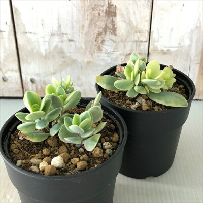 屋外でもグングン伸びる 地植えに強い多肉植物おすすめ14選 日陰を好む種類も 暮らし の 屋外でもグングン伸びる 地植えに強い多肉植物おすすめ14選 日陰を好む種類も 暮らし の