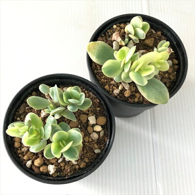 初心者も育てやすい 多肉植物のおすすめランキング4 基本の栽培方法もご紹介 暮らし の 初心者も育てやすい 多肉植物のおすすめランキング4 基本の栽培方法もご紹介 暮らし の
