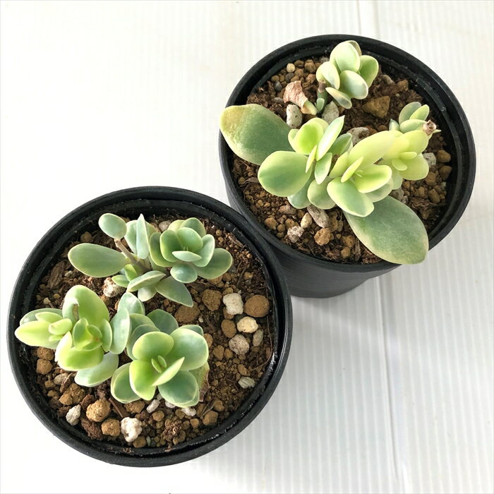 初心者も育てやすい 多肉植物のおすすめランキング4 基本の栽培方法もご紹介 暮らし の