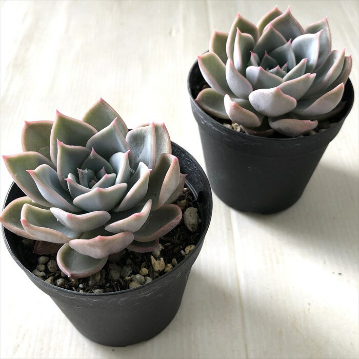 多肉植物 skエケベリア ピオナ×ポルボロネーゼ 多肉植物 エケベリア 7.5cmポット