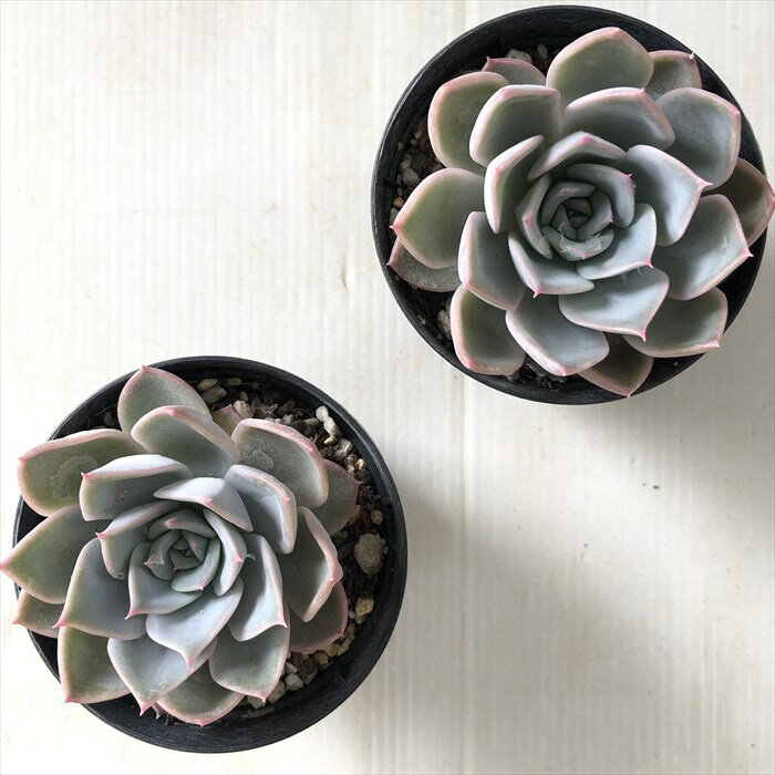 多肉植物 skエケベリア ピオナ×ポルボロネーゼ 多肉植物 エケベリア 7.5cmポット