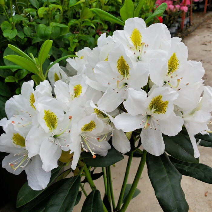 シャクナゲ マダム マッソン 5号鉢 開花予定株 西洋シャクナゲ 花苗 しゃくなげ 石楠花 常緑 toyのサムネイル