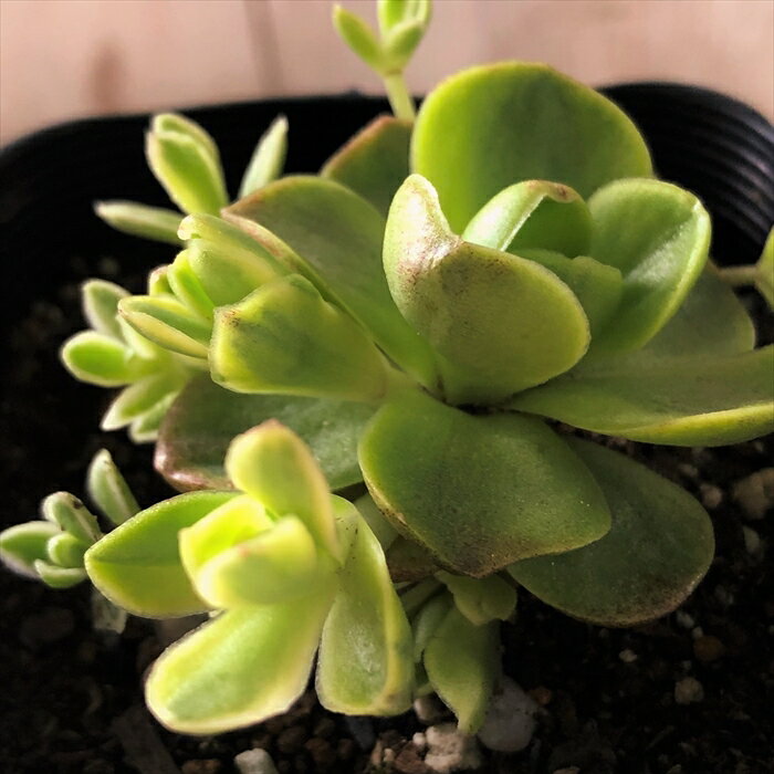 多肉植物 seオロスタキス 玄海岩レンゲ錦 7.5cmポット 斑入り玄海岩蓮華 多肉植物 オロスタキスのサムネイル