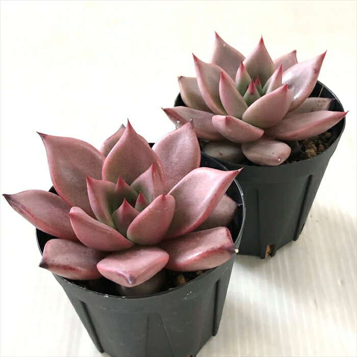 多肉植物を元気に育てる水やり方法 頻度やタイミングなど3つのコツを伝授 暮らし の