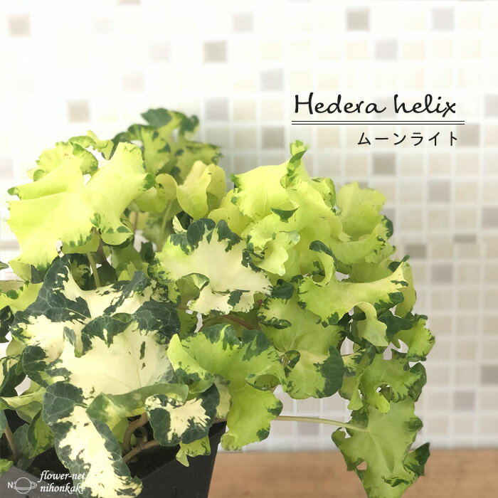 ヘデラ ヘリックス ムーンライト10.5cmポット アイビー 観葉植物 インテリア おしゃれ 登録品種のサムネイル