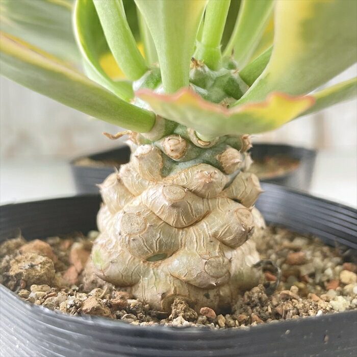 多肉植物 sdユーフォルビア ポイゾニー錦 9cmポット 多肉植物 ユーフォルビア コーデックスのサムネイル