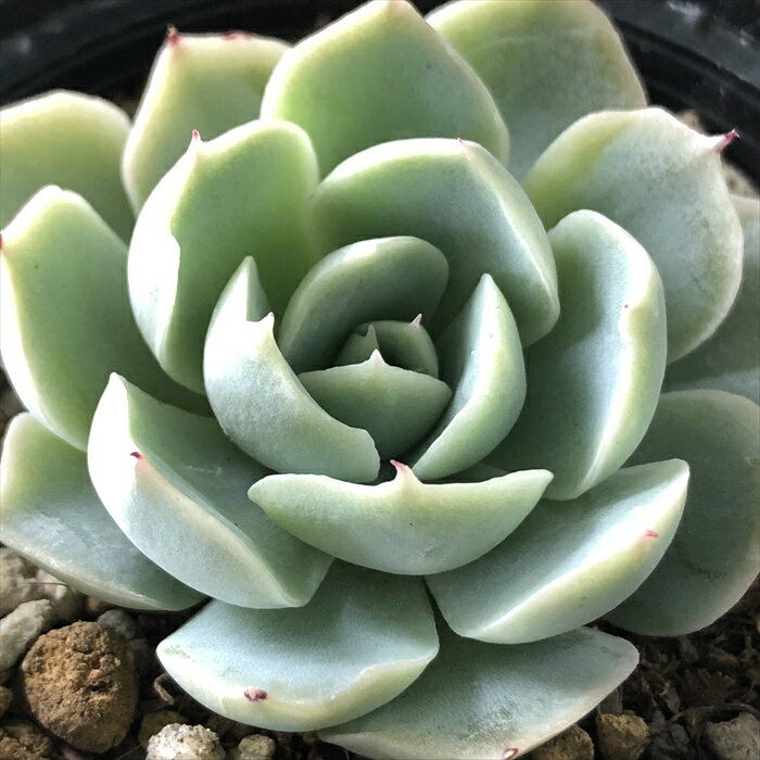 多肉植物 hxエケベリア シムランスラグナサンチョス×デビー 多肉植物 エケベリア 6cmポットのサムネイル