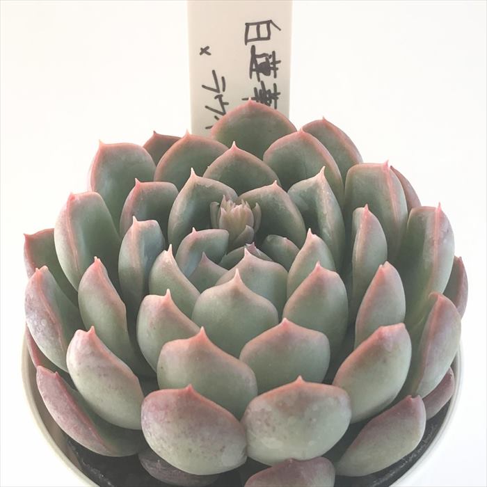 多肉植物 O’sエケベリア 白蓮華×ラウイ 多肉植物 O’s PLANTS オーズプランツさん苗 送料無料 エケベリア 6cmポットのサムネイル