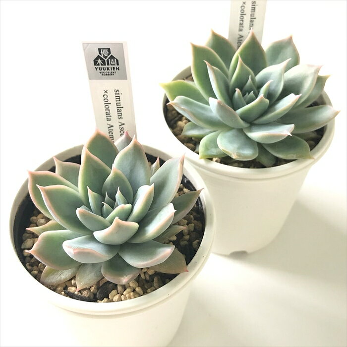 多肉植物 yukエケベリア simulans Ascension×colorata Atemajac 多肉植物 優木園さんの苗 送料無料 エケベリア 6cmポット