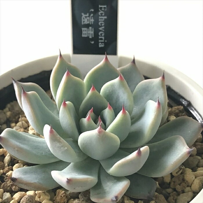 多肉植物 yukエケベリア 遠雷 多肉植物 優木園さんの苗 送料無料 エケベリア 6cmポットのサムネイル