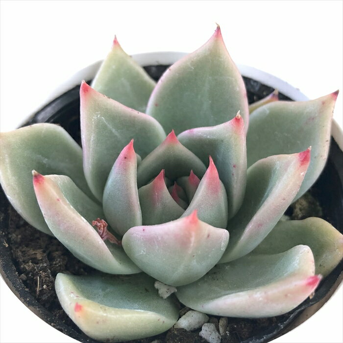 多肉植物 hmエケベリア チワワエンシスイエコラ×ロメオ 多肉植物 エケベリア 6cmポットのサムネイル