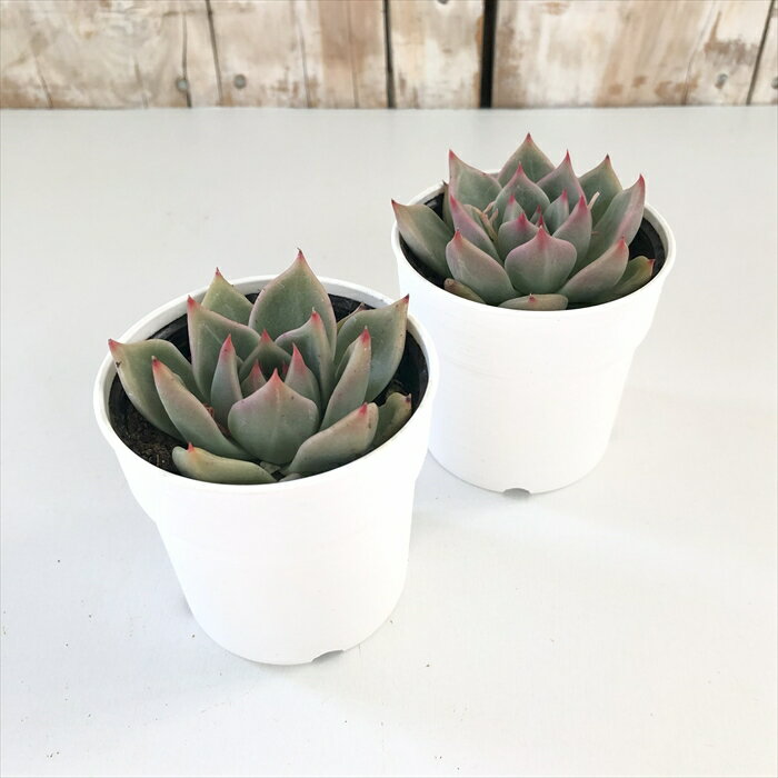 多肉植物 hxエケベリア チワワエンシスイエコラ×ロメオ 多肉植物 エケベリア 6cmポット